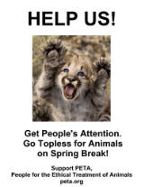 Cougar kitten topless for animals poster
